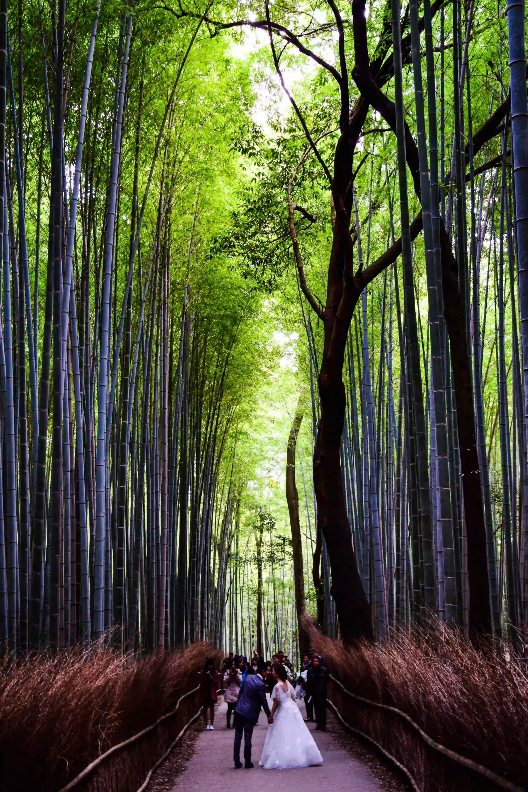 Walking path through the tall Arashiyama Bamboo Grove in Japan.