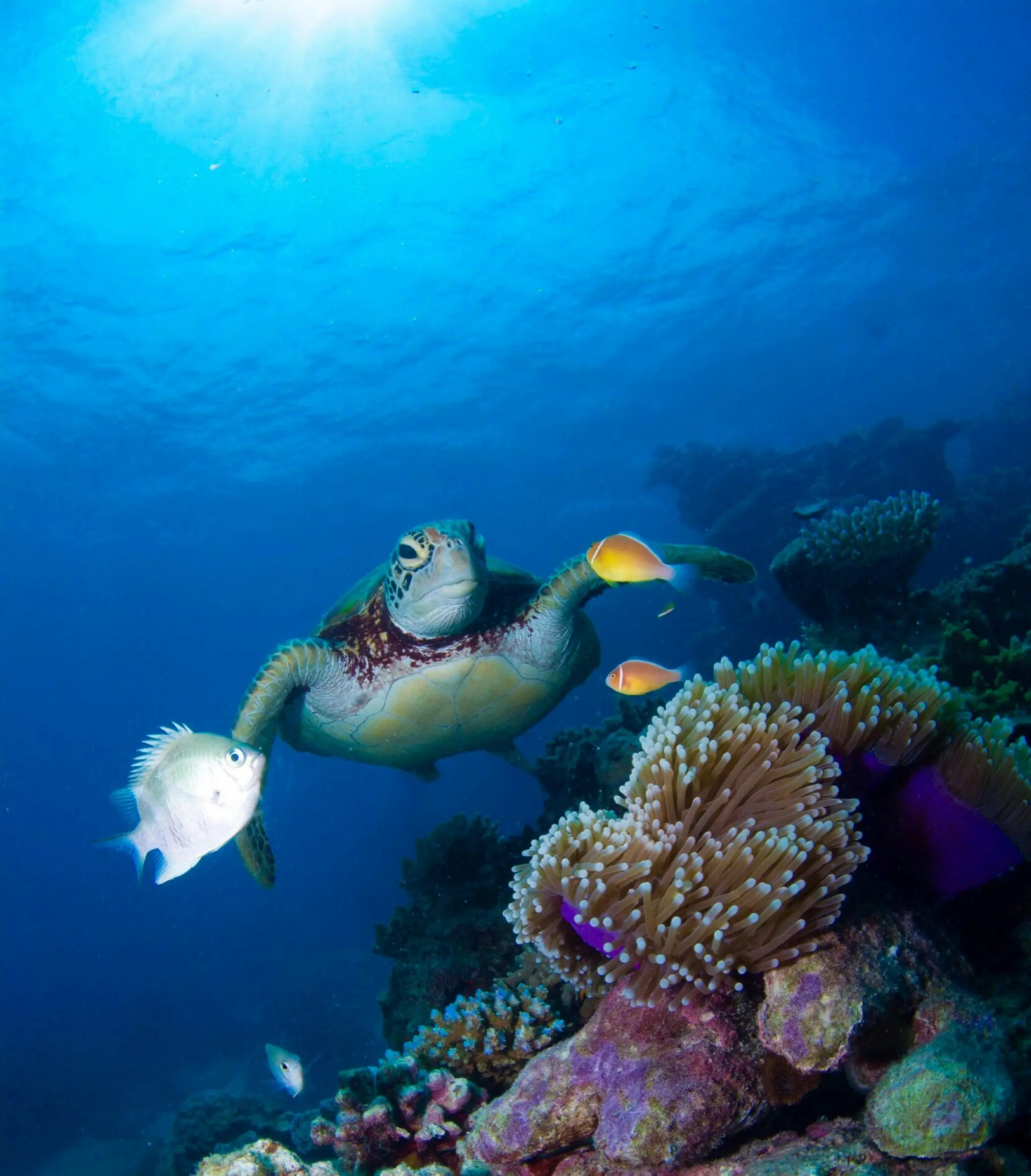 A majestic sea turtle swims through the clear blue water of the Great Barrier Reef.