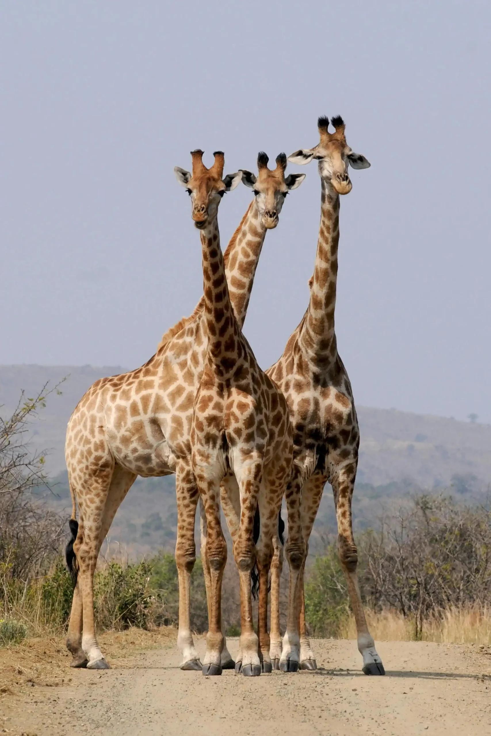A lone giraffe silhouetted against a vibrant African sunset.