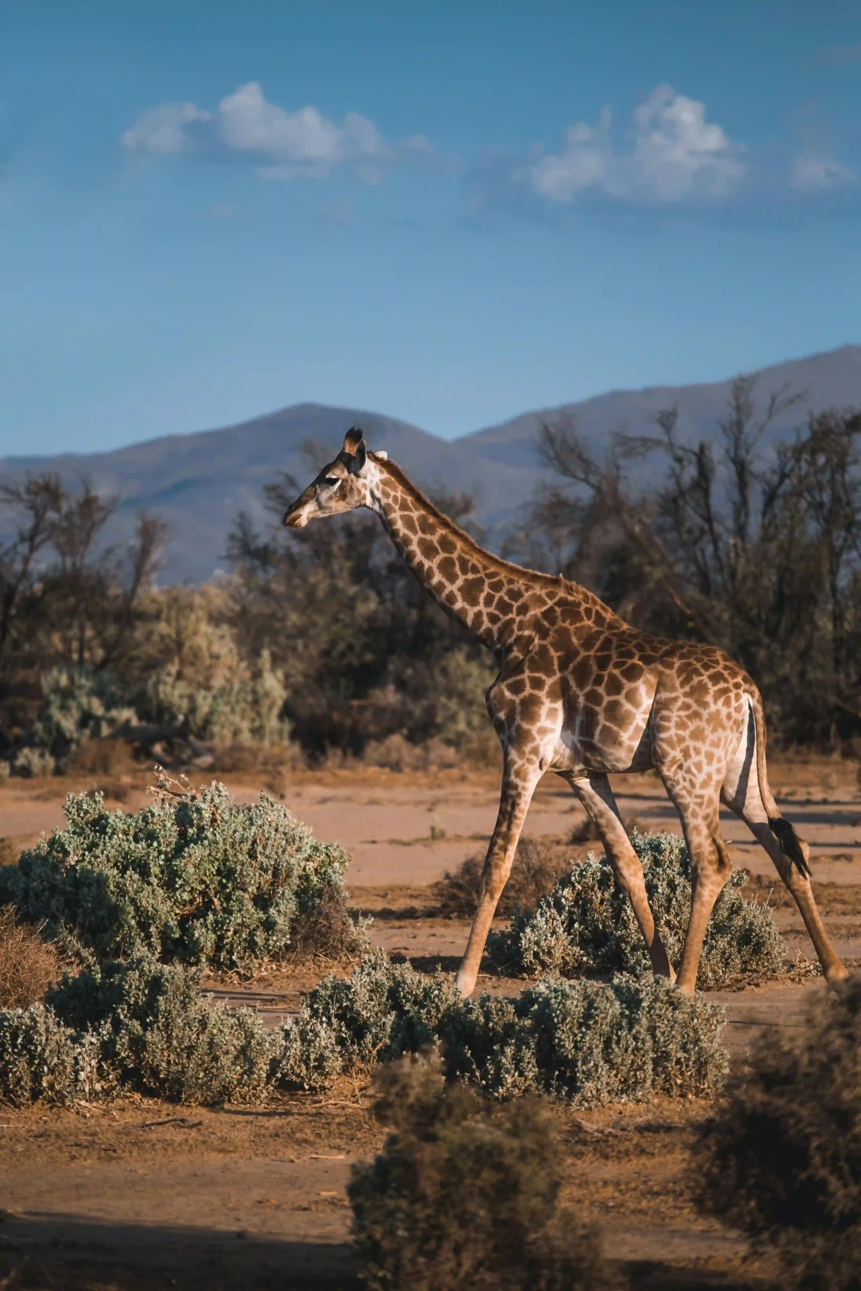A giraffe on the Serengeti plains with a mountain in the background.