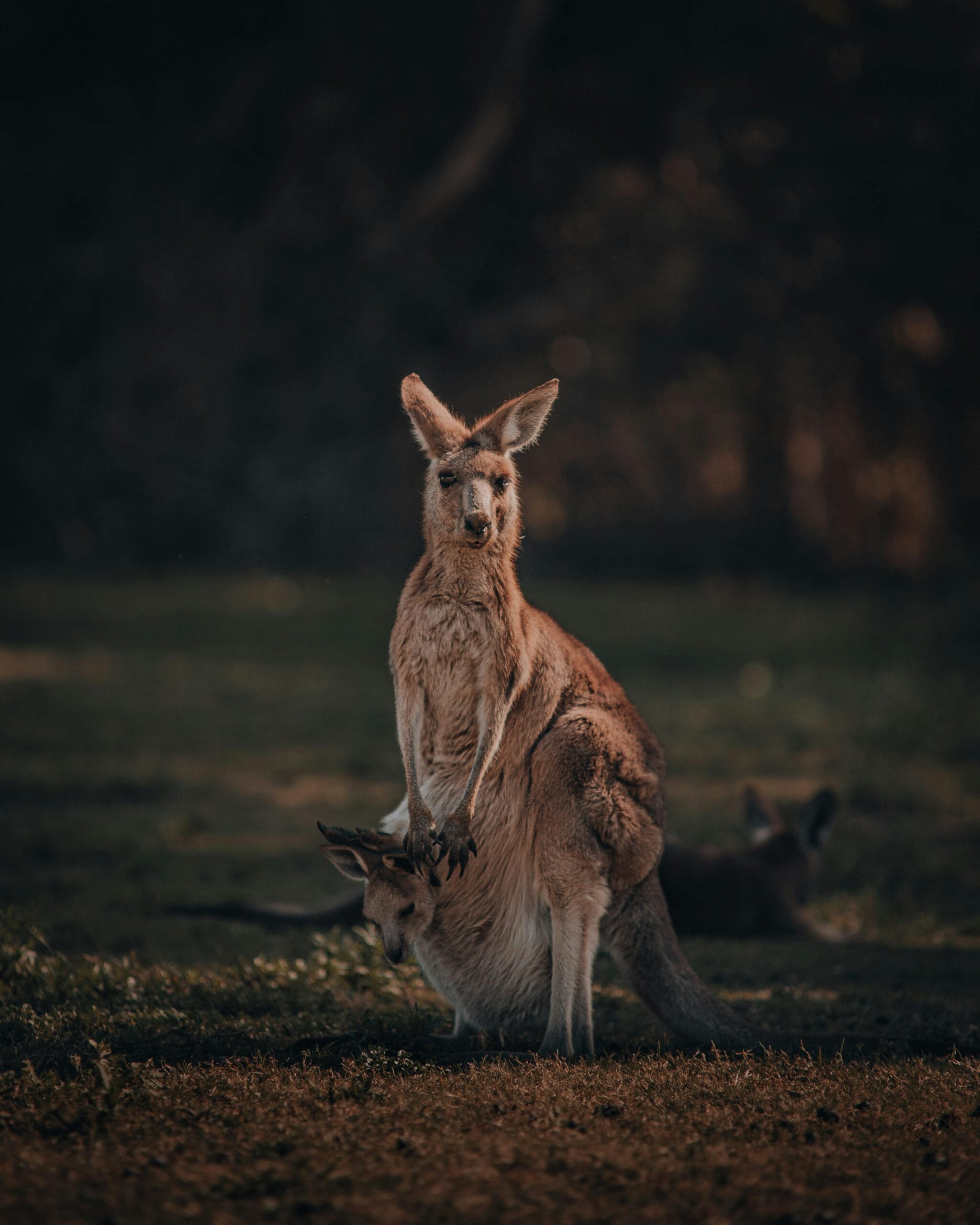 A close-up of a kangaroo in the wild, showcasing Australia's unique wildlife.